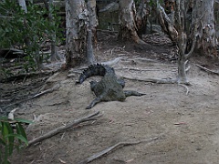 CairnsTC263 Wildlife Habitat